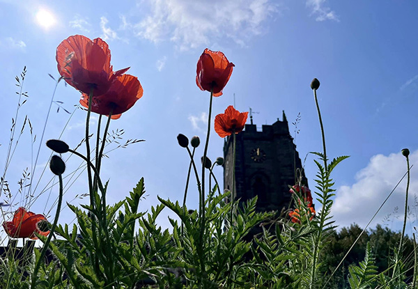 Poppies