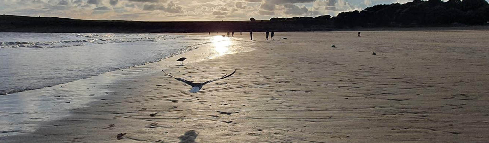 Bird flying on a beach